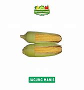 Jual Jagung Bakar Manis Di Surabaya Jawa Timur